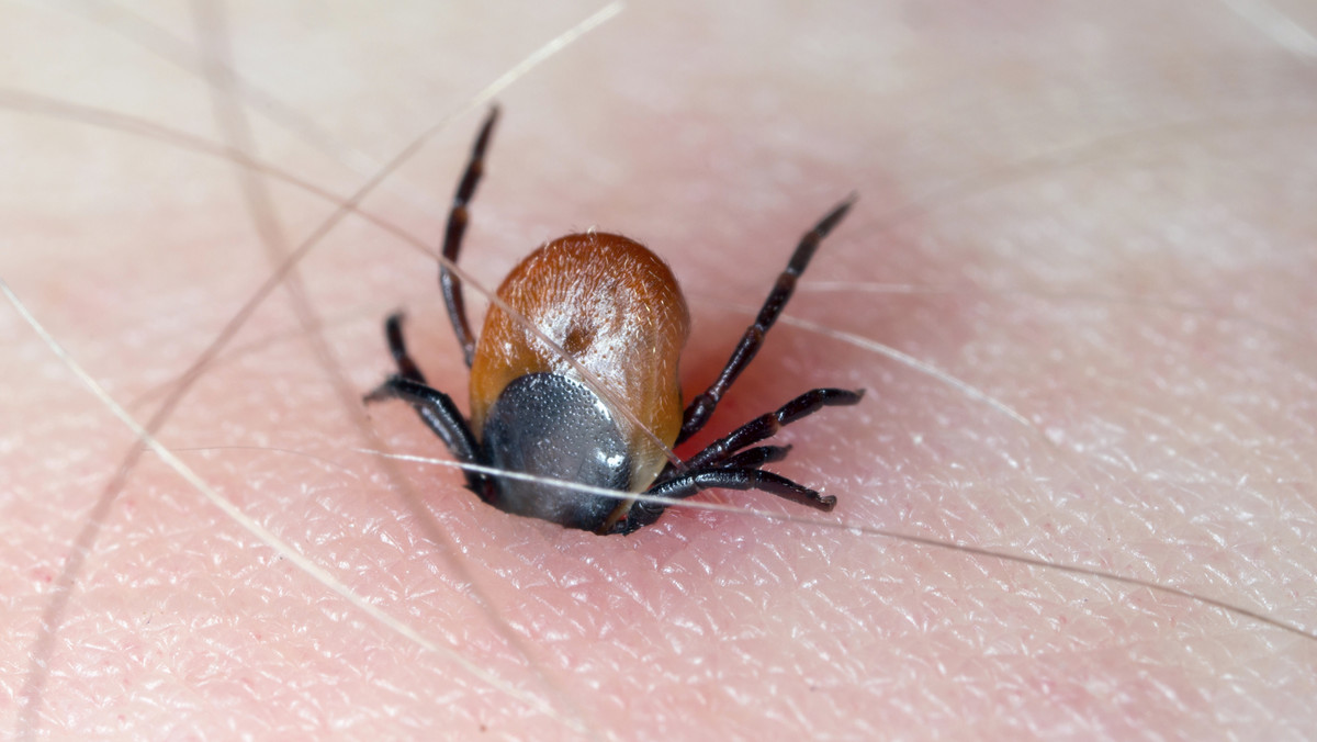 Borelioza po ugryzieniu przez kleszcza? "Mamy epidemię złych rozpoznań"