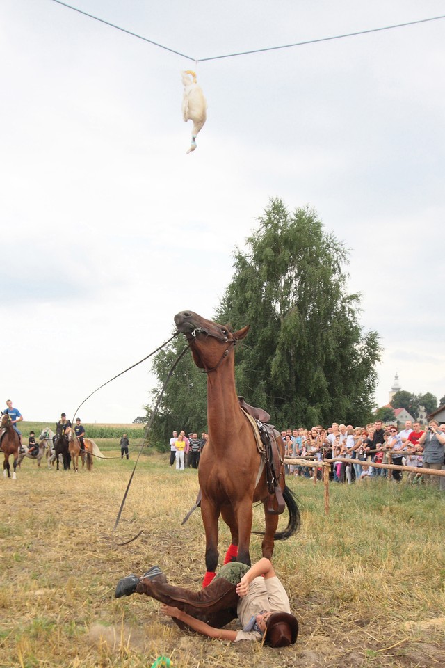 Turniej zrywania kaczora