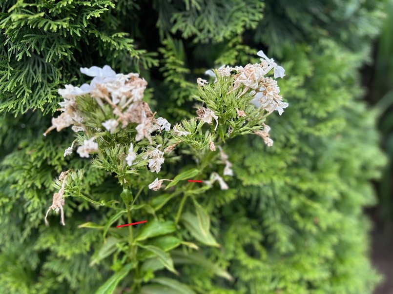Jak przyciąć przekwitłe floksy? Miejsce pokazane jest na zdjęciu