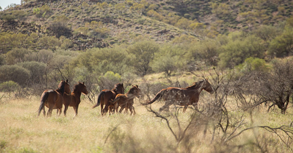 El gobierno estatal de Australia planea erradicar 10,000 caballos salvajes