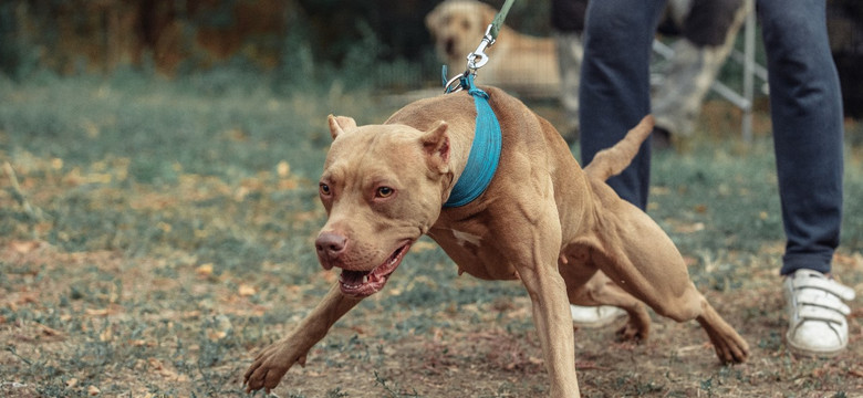 Pitbull zaatakował 5-latkę. Dziewczynka w stanie ciężkim