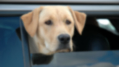 Oskarżeni o znęcanie się nad psem uniewinnieni przez toruński sąd