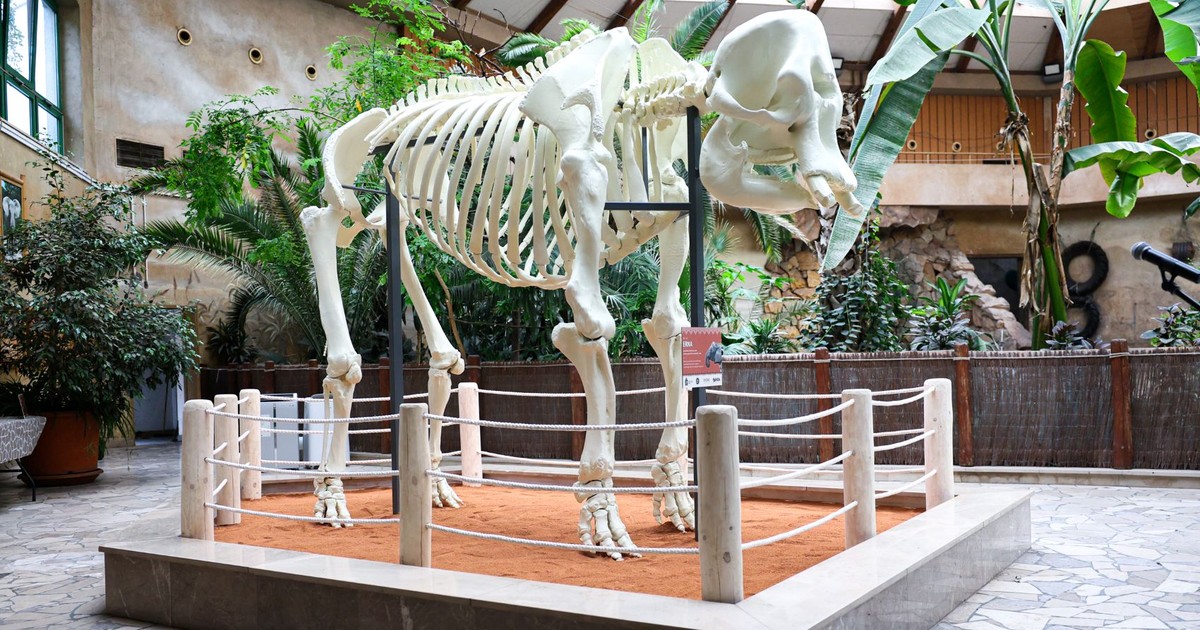 W warszawskim Zoo wydrukowali szkielet słonia