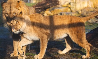 Skorzystaj z programu Nasz Wrocław i odwiedź zoo!