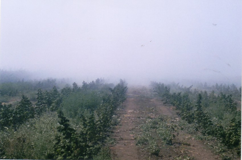 Malinjak u dimu i vatri