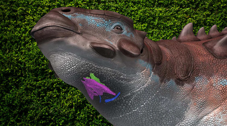 A Pinacosaurus grangeri rajzán a színes foltok mutatják a hangképző szerv megkövesedve fellelt maradványait. A leletek alapján a jókora növényevő diniszaurusz hasonlóan gazdag hangokat adhatott ki, mint manapság a madarak. / Grafika: Tatsuya Shinmura / Nature Communications Biology 