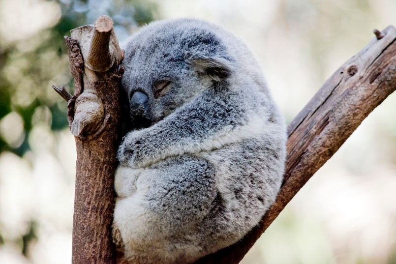 Miś Koala quiz biologia przyroda biologiczny przyrodniczy The,Koala,Is,Up,In,A,Tree,Sleeping