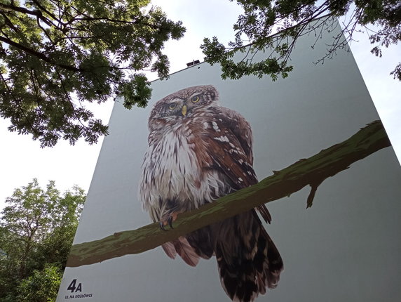 Mała sówka z Kozłówka. A może nie taka mała? Oto kolejny ptasi mural