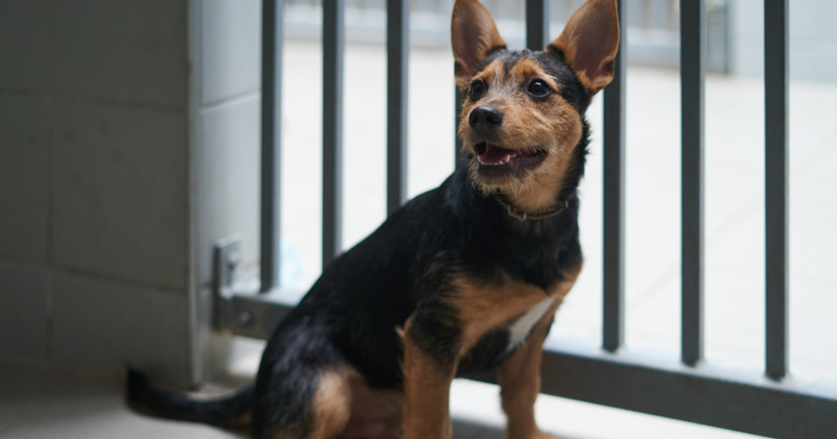 Większe kojce i lepsze warunki. Ruszyła przebudowa schroniska