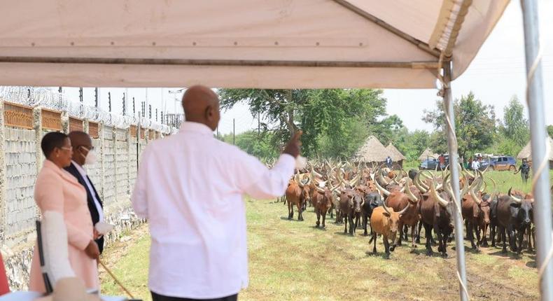 President Museveni Museveni was underwhelmed by the condition of Anita Among's cows