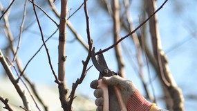 Cięcie drzew owocowych - kiedy? Jakie drzewa i krzewy przycinać w styczniu? Do kiedy można przycinać drzewa owocowe?