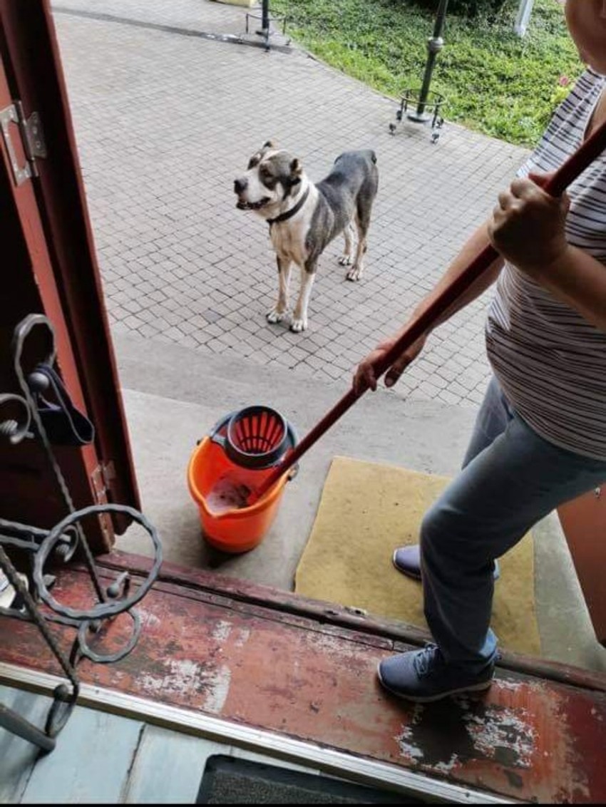 Lutalica koja je napala pudlu