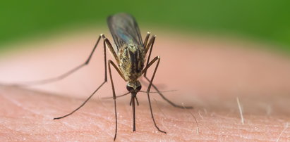 Gdy swędzi i piecze. Czym smarować skórę po ukąszeniach os, a czym bąble po komarach?