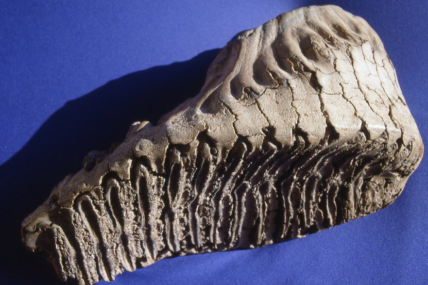 Ząb mamuta w prywatnym muzeum autora