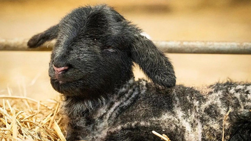 BBC | Foto: Dalscone Farm