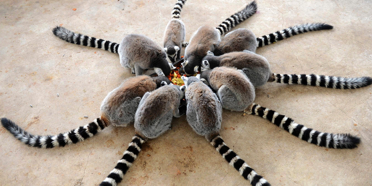 Lemurs eat at Qingdao Forest Wildlife World in Qingdao, Shandong province, January 27, 2015.