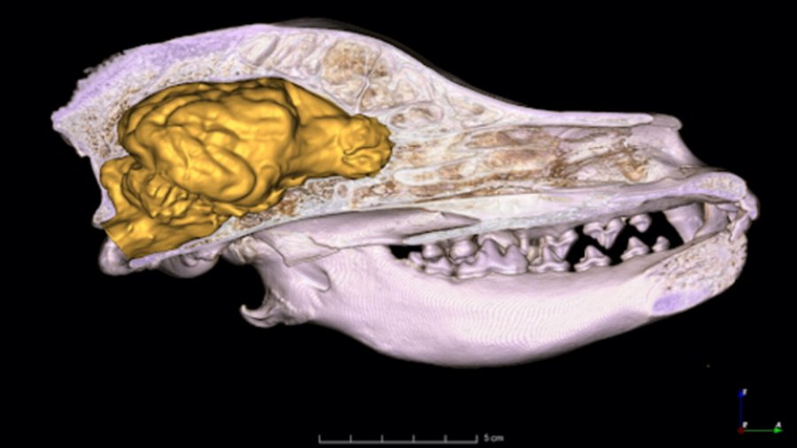 Mózgi współczesnych psów są większe niż ich starożytnych przodków, fot. Kálmán Czeibert