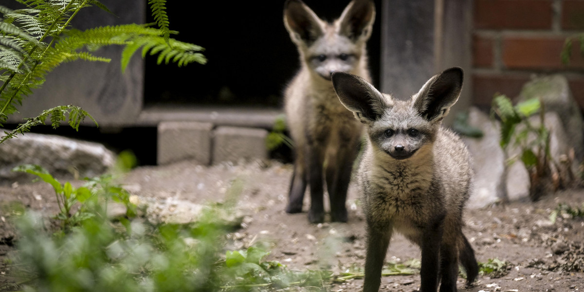 W zoo urodziły się otocjony