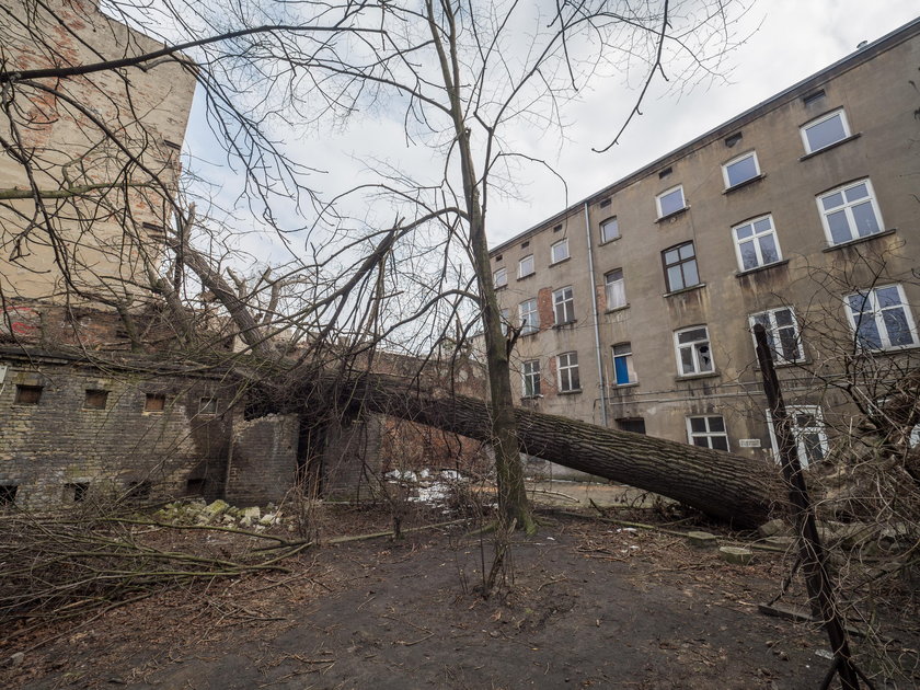 Drzewo przy ulicy Rewolucji 1905 roku w Łodzi leży od sierpnia ubiegłego roku