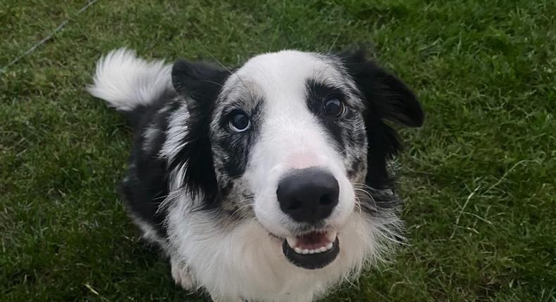 A Twitter user named Cooper claims GPT-4 saved his border collie's life after a veterinarian couldn't correctly diagnose her symptoms.Courtesy of Cooper