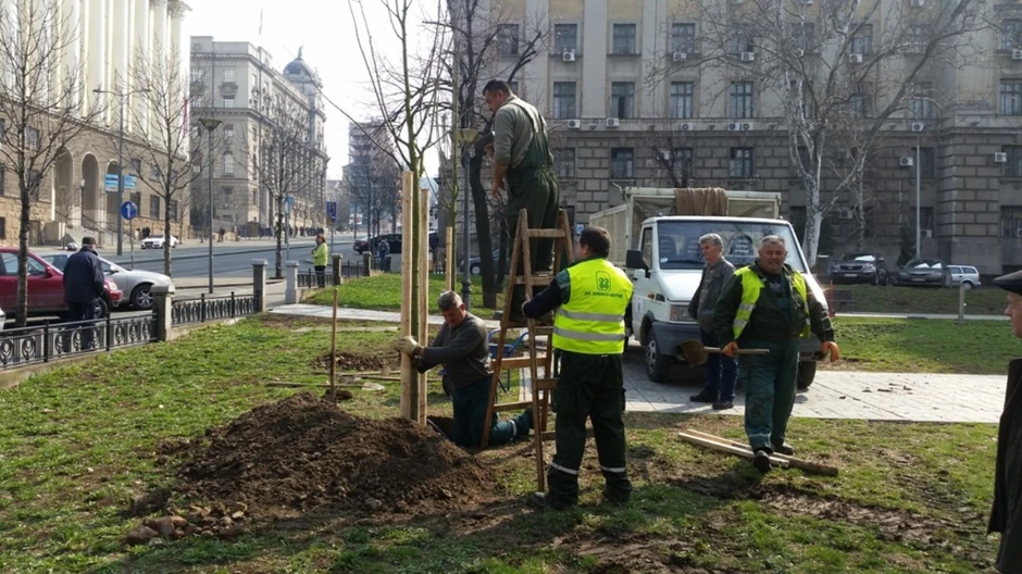 U toku sadnja novih stabala 
