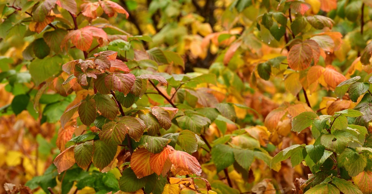 Dlaczego maliny nie owocują? To może być ich koniec. Przesadź je jesienią w inne miejsce