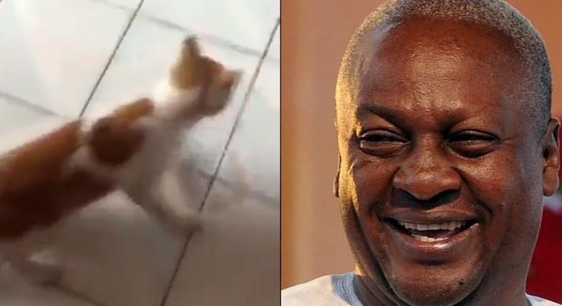 Former President Mahama shares a video of a mouse chasing a big cat; people are interpreting