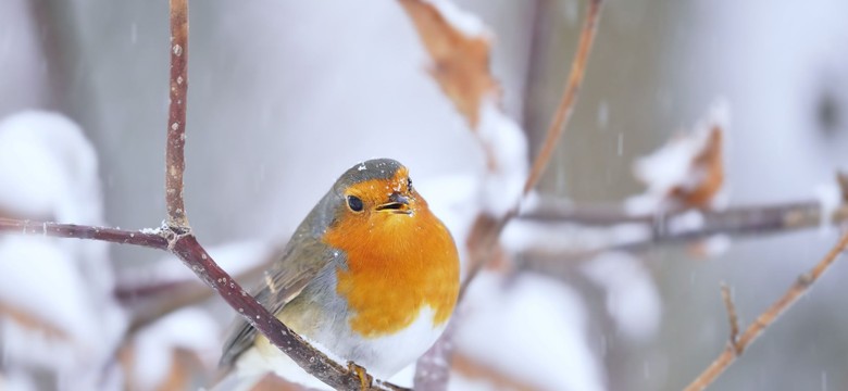Rudziki przylecą do karmnika z całej okolicy. Wystarczy jeden przysmak zimą. Co je i jak wygląda rudzik?