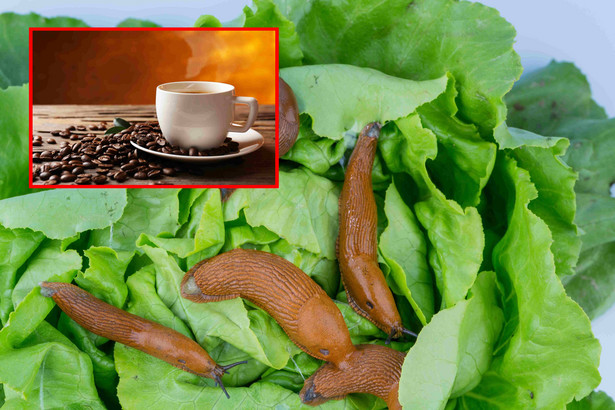 Zapach kawy odstrasza nie tylko ślimaki, ale i mrówki, mszyce czy przędziorki