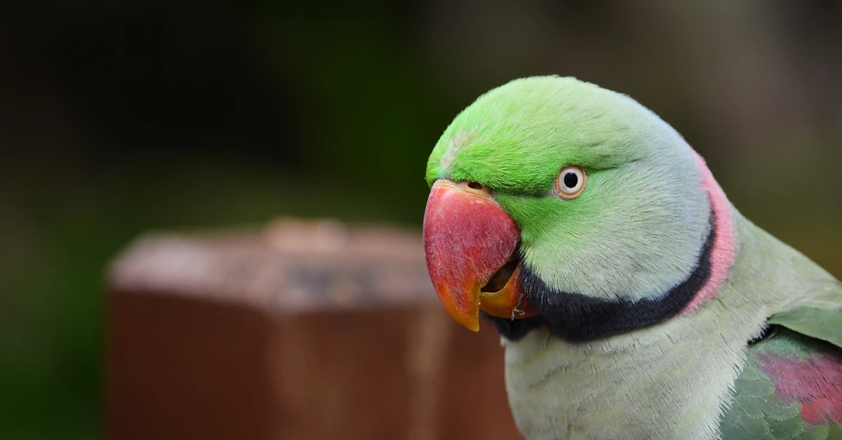 Wielki i trudny quiz z polskich ptaków. 20/20 tylko dla orłów