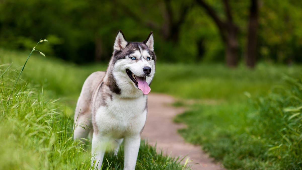 W nocy z wtorku na środę w pobliżu Mrągowa nieznani sprawcy zastrzelili psa rasy husky. Pies biegał sam w pobliżu domu. Policja, która wyjaśnia przyczyny zdarzenia, przypomina, że właściciele powinni pilnować pupili.