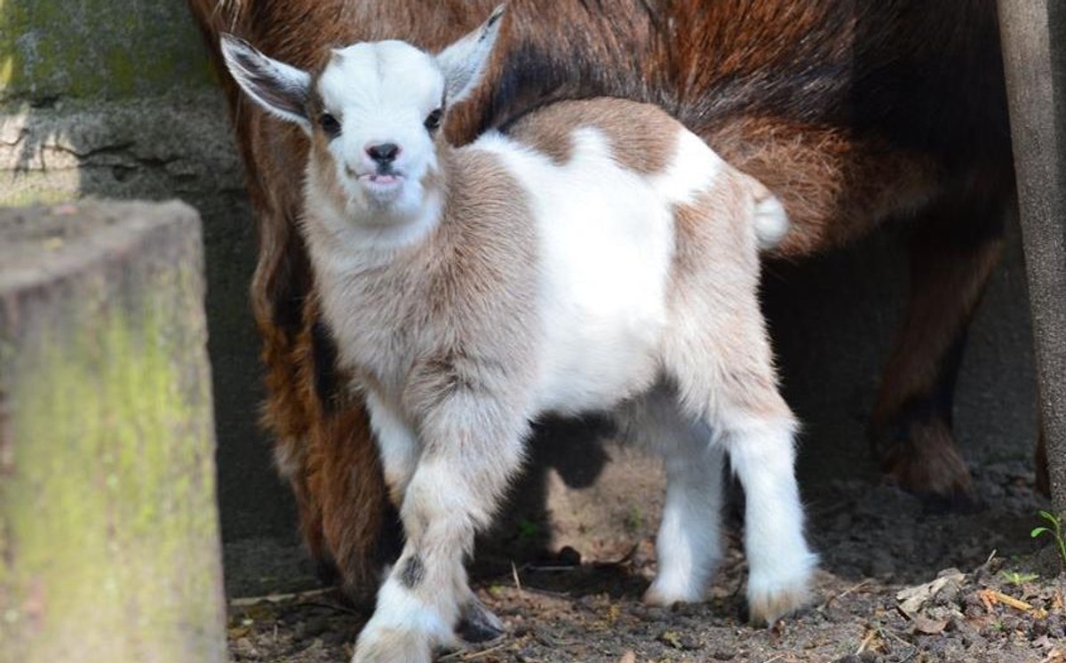 Skradzione koźlątko