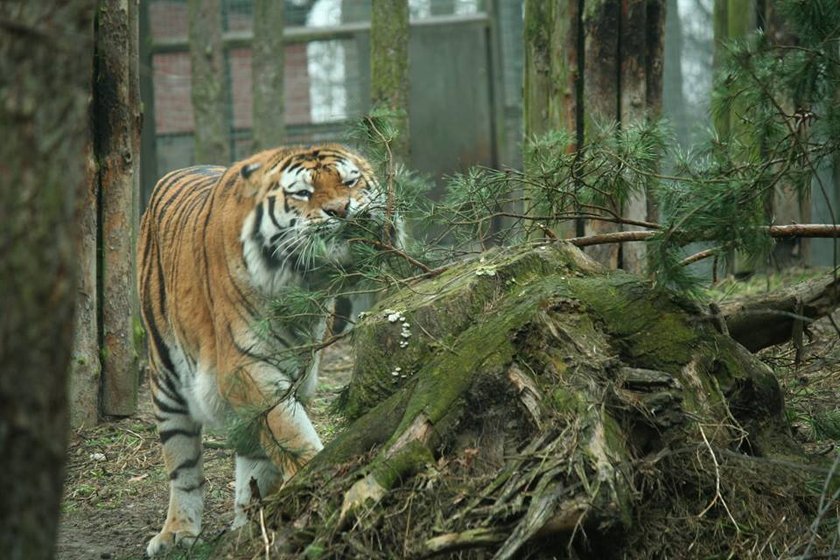 Poznańskie zoo zbiera pieniądze na budowę azylu dla zwierząt uratowanych z cyrku i nielegalnych hodowli