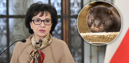 Ważne ustawy w zamrażarce. Marszałek Witek zwleka, a zwierzęta cierpią! "PiS nie dba o ich prawa"