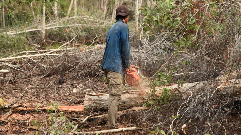 Wycinka lasów tropikalnych i handel drewnem