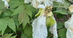 Jak wygląda piwonia drzewiasta? Czy obcinać kwiaty po przekwitnięciu? [ZDJĘCIA]