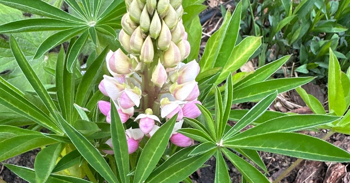 Ta popularna roślina ogrodowa jest zakazana. To inwazyjny gatunek obcy w Polsce. Co sadzić zamiast niej?