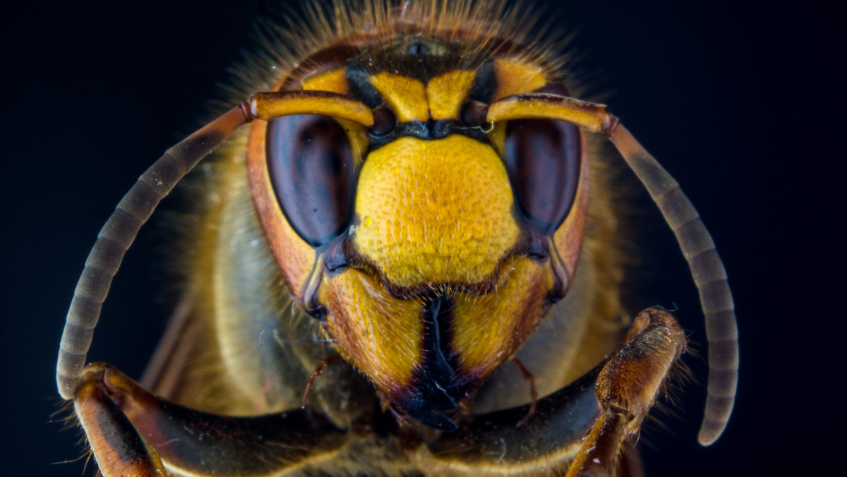 Pszczoły, osy, trzmiele i szerszenie pojawiają się wraz z pierwszymi ociepleniami i towarzyszą nam aż do późnej jesieni. Najbardziej niebezpieczny dla człowieka jest szerszeń - jego jad jest kilkadziesiąt razy silniejszy od jadu osy i pszczoły.