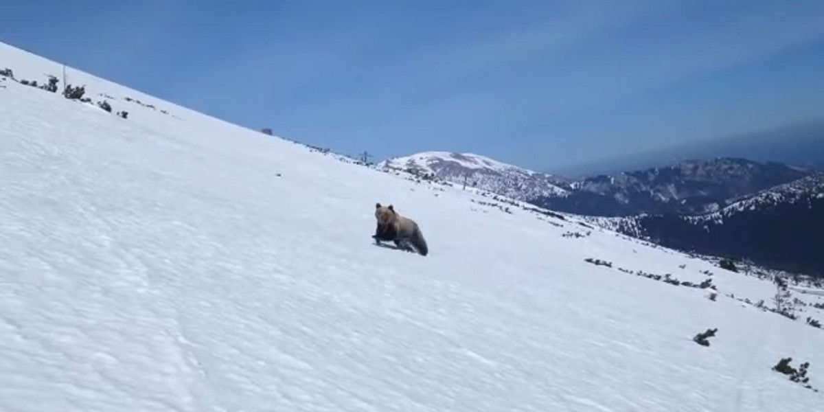 Niedźwiedź pojawił się na stoku obok  snowboardzistów.