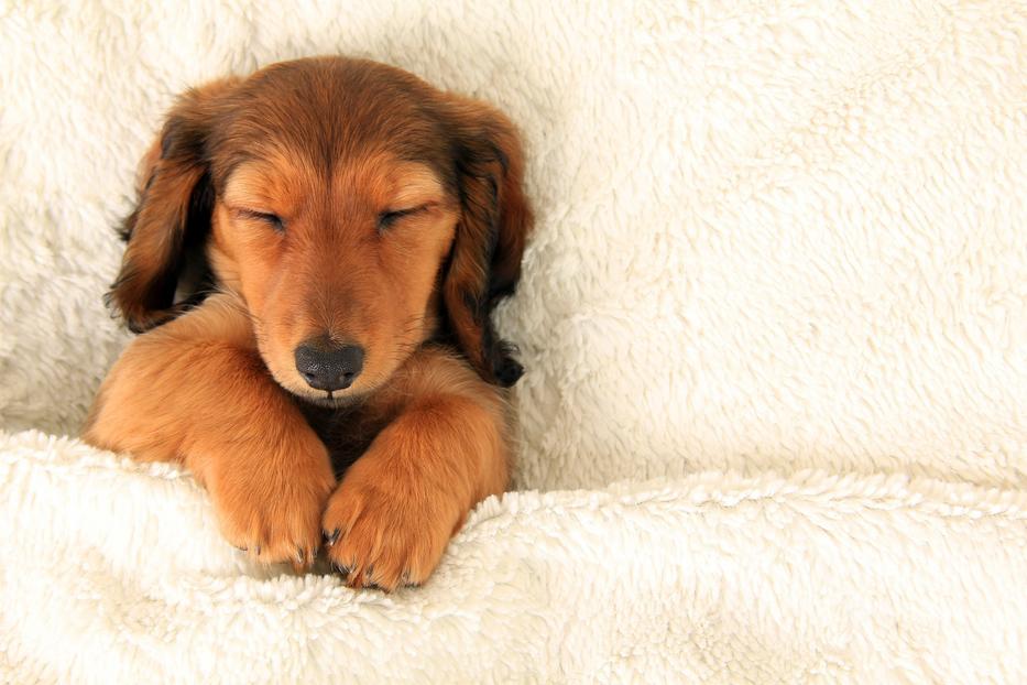 Sok mindent elárul az, ahogyan a kutyád alszik Fotó: iStock