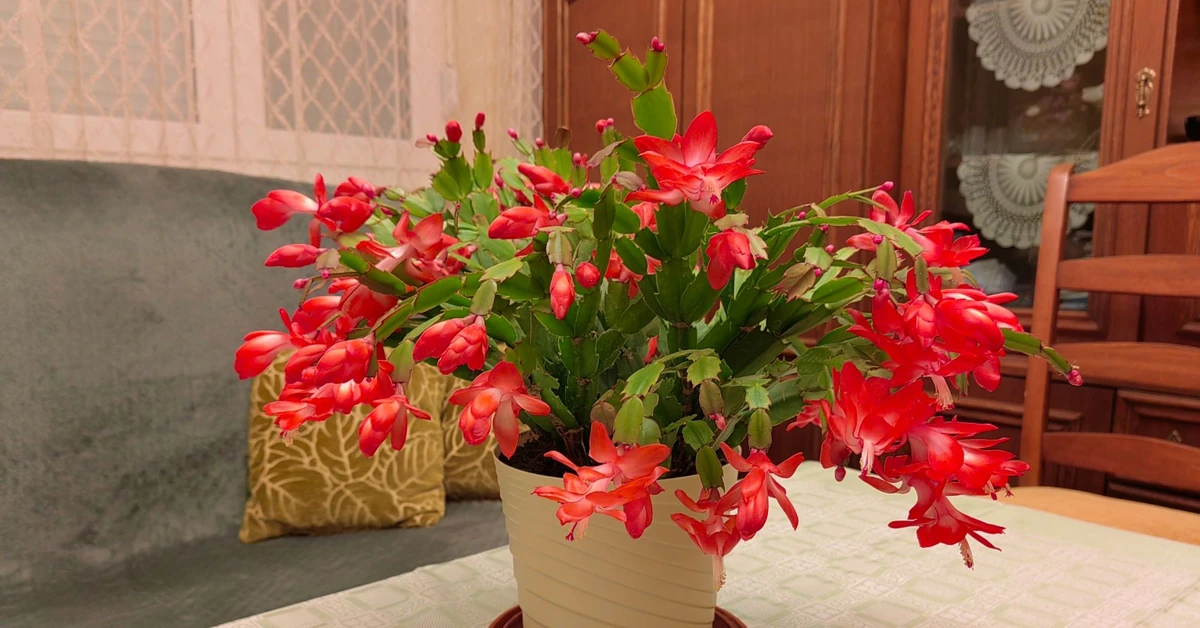 Zmuś grudnika by zakwitł. Dwie tabletki sprawią, iż na święta obsypie się kwiatami