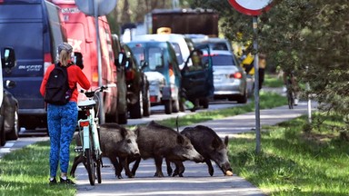 Coraz więcej dzików w Toruniu. Władze miasta wydały zgodę na odstrzał