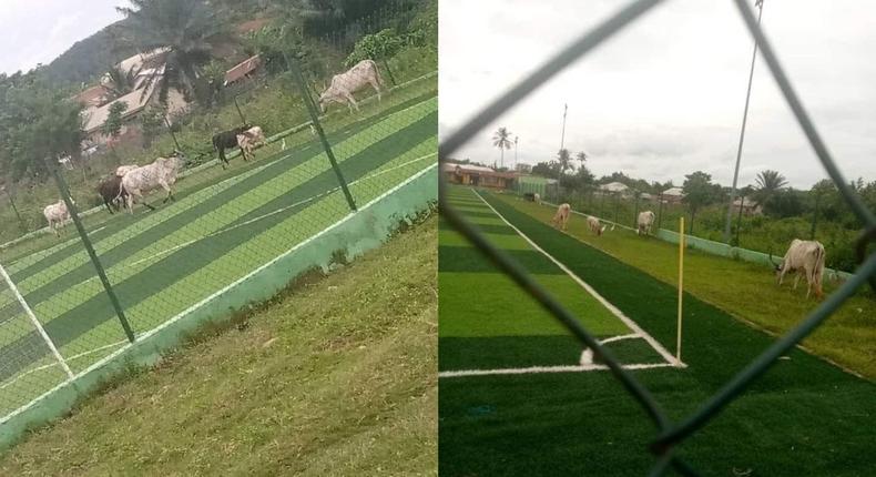 Shocker as cattle graze on recently commissioned Akim Oda AstroTurf