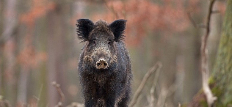 Martwy dzik z ASF znaleziony pod Piotrkowem. Najpewniej został podrzucony
