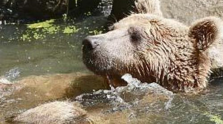 Így hűsölnek az állatok a fővárosi állatkertben! - Fotók