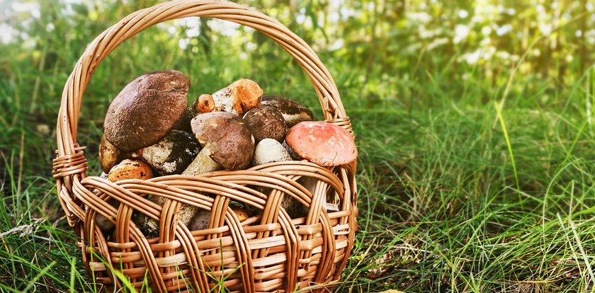 Grzyby leśne w niecodziennym wydaniu. Tę prostą potrawę zrobisz w mig i wykorzystasz na wiele sposobów