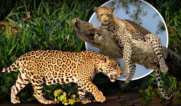 Jaguar i leopard