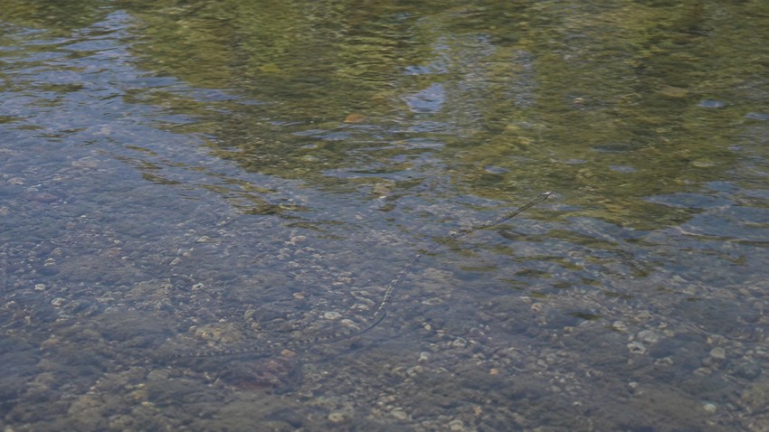 Rečna zmija