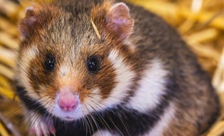 Zoo ratuje chomiki europejskie! 