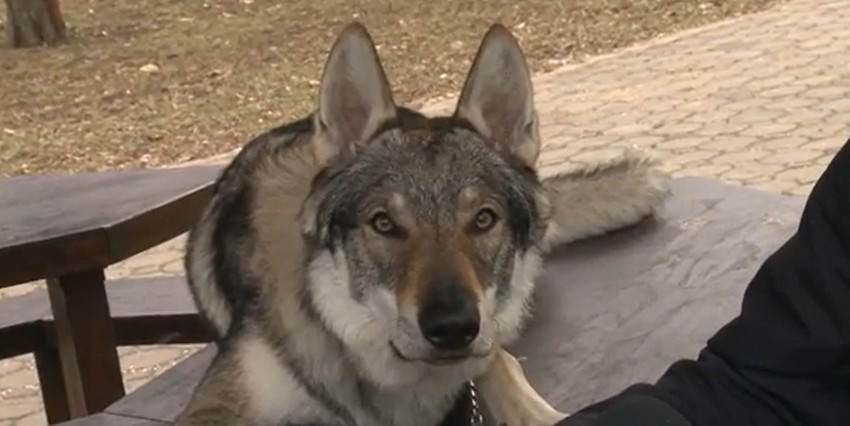 Čehoslovački vučjak